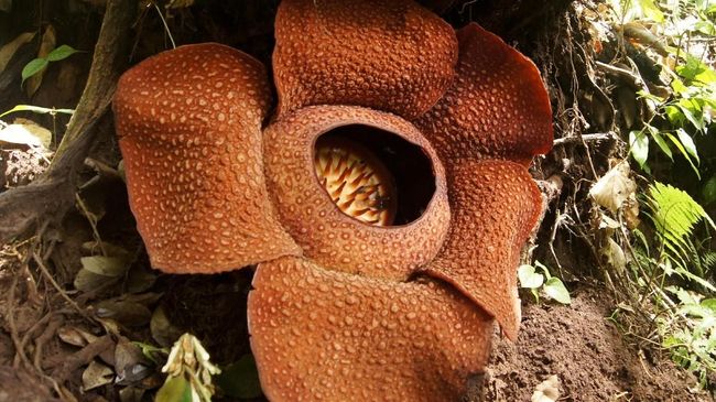 Peneliti mengatakan bahwa warna tak biasa pada Bunga Rafflesia patut dicurigai sebagai jenis baru.