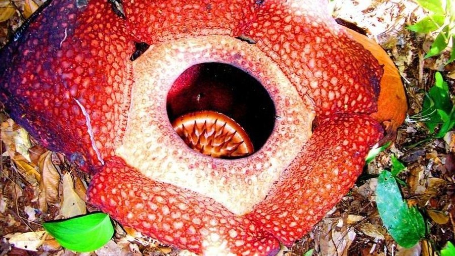 Bunga Rafflesia Arnoldii di Bengkulu