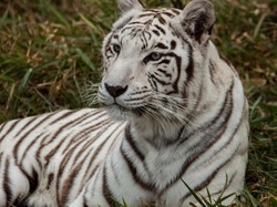 Tim Gabungan Kepung Lokasi Harimau Lepas Sinka Zoo yang Masih Berkeliaran