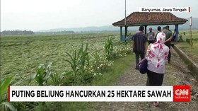 Puting Beliung Menghancurkan 25 Hektar Tanaman Padi