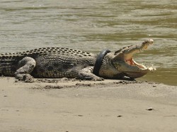Buaya Berkalung Ban di Palu Muncul dan Dihampiri Warga, BKSDA: Waspada!