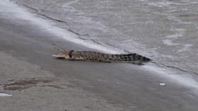 Menteri LHK Siti Nurbaya Minta Buaya di Ancol Tak Ditembak