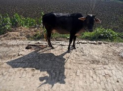 Kasihan, Sapi Bunting di India Telan 71 Kg Sampah