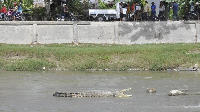 Pihak Koarmada I dan Polairud dilengkapi dengan senjata dalam operasi menangkap buaya yang muncul di sekitar Dermaga Pondok Dayung, Tanjung Priok.