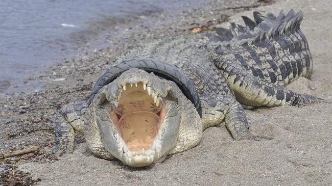Seorang petugas satwa liar Australia diserang seekor buaya ketika tengah memancing di sebuah pantai di Cape York, negara bagian Queensland.