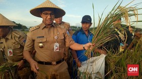 Anies Panen Padi, Stok Beras DKI Dijamin Aman