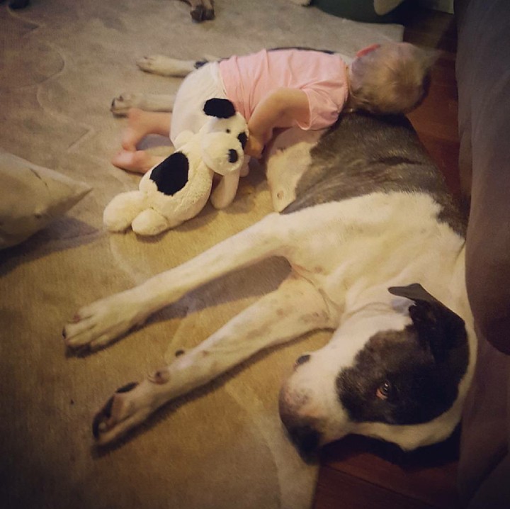 <p>Sampai hewan peliharaan pun jadi bantal. Hi-hi. (Foto: Instagram/i.am.fabular.haley)</p>