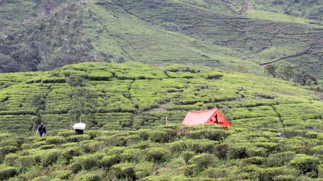 Desa Sejahtera Astra Yayasan Mitra Organik Boja Farm menyuguhkan pemandangan alam yang asri dengan udara segar dan cuaca sejuk khas pegunungan.