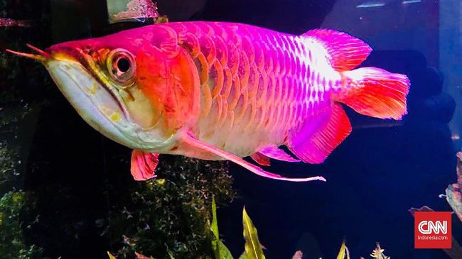 Ikan Arwana merupakan ikon Kapuas Hulu yang habitatnya berada di Danau Sentarum
