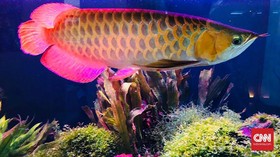 6 Fakta Ikan Arwana yang Punya Nilai Jual Tinggi