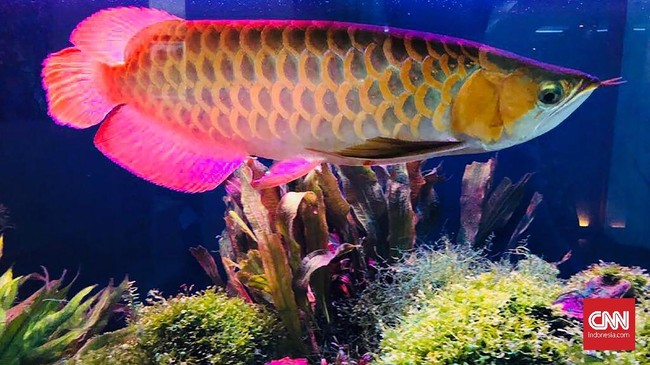 Berikut jenis ikan hias air tawar langka namun banyak diburu lantaran memiliki bentuk yang unik dengan corak warna yang indah.