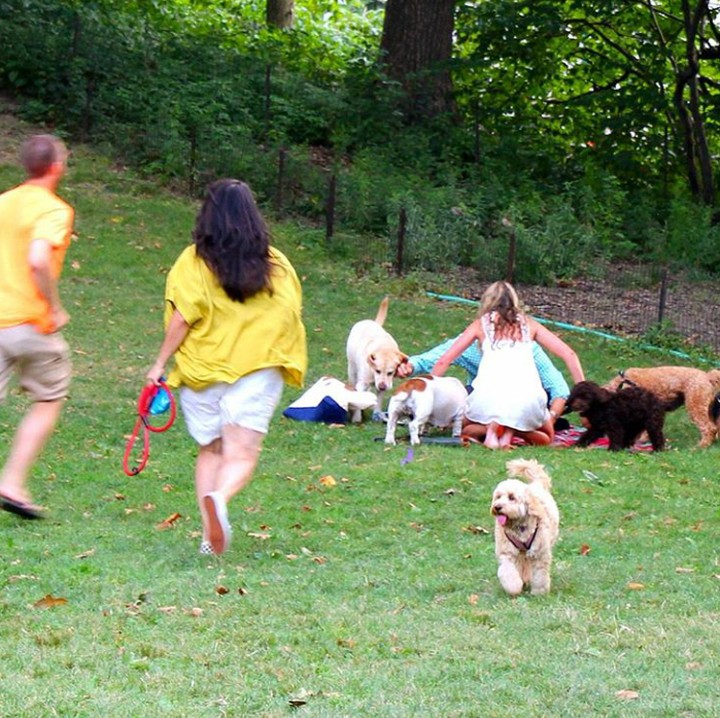 <div>Ketika makanan ludes diserbu para anjing peliharaan ( Foto: Instagram @newyorkpippa)</div>