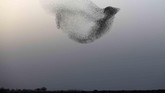 NYALANG: Tarian Cinta Mencumbu Jagad Raya Pada foto-foto unik pilihan CNNIndonesia.com pekan ini, ada dansa dari kawanan burung starling dan patukan seekor angsa di danau air es di Kiev, Ukraina.