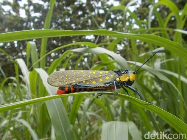 img-title Ini Penampakan Belalang Setan yang Diduga Bikin Warga Gunungkidul Tewas