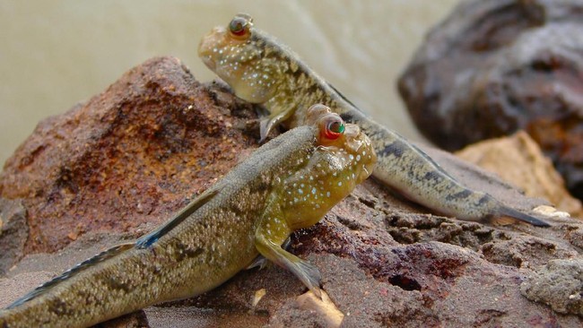 Di Papua ada kelompok ikan gobies yang bisa berjalan di darat dan bertahan hidup lama tanpa air.