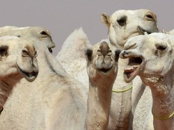 20 Ekor Unta Didiskualifikasi dari Festival karena Botox