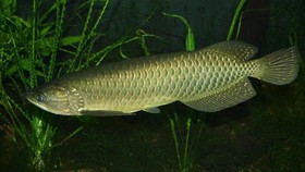 Daftar 20 Ikan Bersirip Dilindungi: Ada Arwana Irian