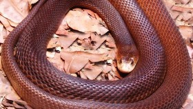 Taipan Papua, Si Ular Mematikan