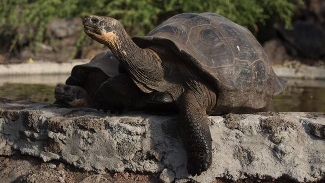 Pemerintah Ekuador berminat menjalin kerja sama dengan konsep sister island antara Taman Nasional Galapagos dengan Taman Nasional Komodo.
