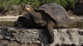 Galapagos Ingin Jadikan TN Komodo 'Saudaranya'