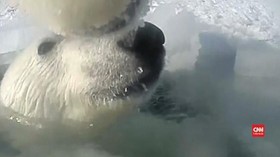 VIDEO: Mengintip Polah Beruang-beruang Alaska