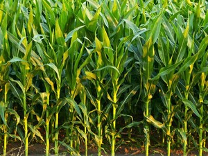 Siapa Sangka! Petani di AS Banyak yang Bangkrut, Ini Biang Keroknya Siapa Sangka! Petani di AS Banyak yang Bangkrut, Ini Biang Keroknya