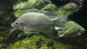 Ikan Mujair di Papua, dari Air Tawar ke Air Laut