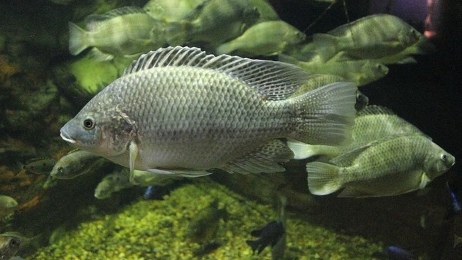 Ikan mujair sangat populer di Papua. Tahukah kalian bahwa ikan ini sejatinya adalah ikan laut?