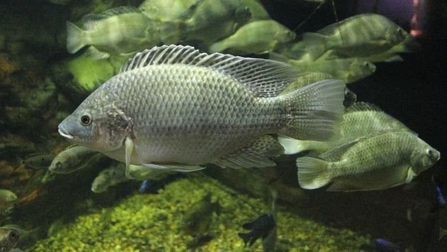 Ikan Mujair di Papua, dari Air Tawar ke Air Laut