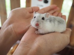 Lewat Hamster, Ilmuwan Buktikan Efektivitas Masker Cegah Virus Corona