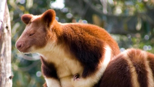 Kanguru pohon atau Dendrolagus merupakan mamalia endemik Papua. Papua sendiri memiliki 8 spesies dan 7 sub spesies dari genus Dendrolagus.