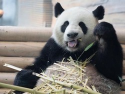 Terkuak, Ternyata Ini Fungsi Warna Hitam Putih pada Bulu Panda