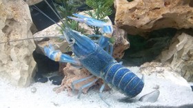 Udang Selingkuh, Udang Endemik dari Papua