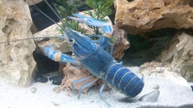 Di Papua ada udang unik yang sangat populer dan banyak dicari turis. Itulah udang selingkuh. Mengapa dinamai begitu?