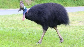 Kasuari, Burung Kuat yang Bisa Mematahkan Kakimu