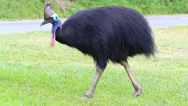 Kasuari (Casuarius casuarius) merupakan burung endemik Papua, Papua Nugini dan Australia. Kenali lebih dekat burung yang bisa bikin patah kaki manusia ini.