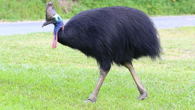 Kasuari, Burung Kuat yang Bisa Mematahkan Kakimu