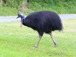 Tidak Hanya Penguin, 6 Burung Ini Juga Tidak Bisa Terbang Lho!