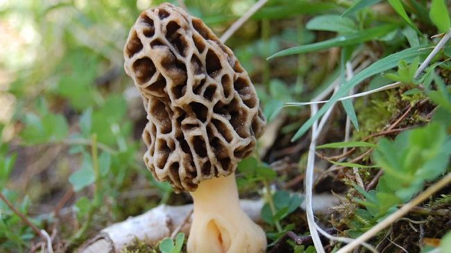 Jamur Termahal ke-Dua di Dunia Tumbuh di Gunung Rinjani Jamur Morel yang tumbuh di Gunung Rinjani disebut yang termahal ke-dua di dunia setelah Jamur Truffle (Ascomycete fungus).