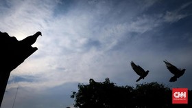 Jauh Terbang dari AS, Merpati Terancam Dibunuh di Australia
