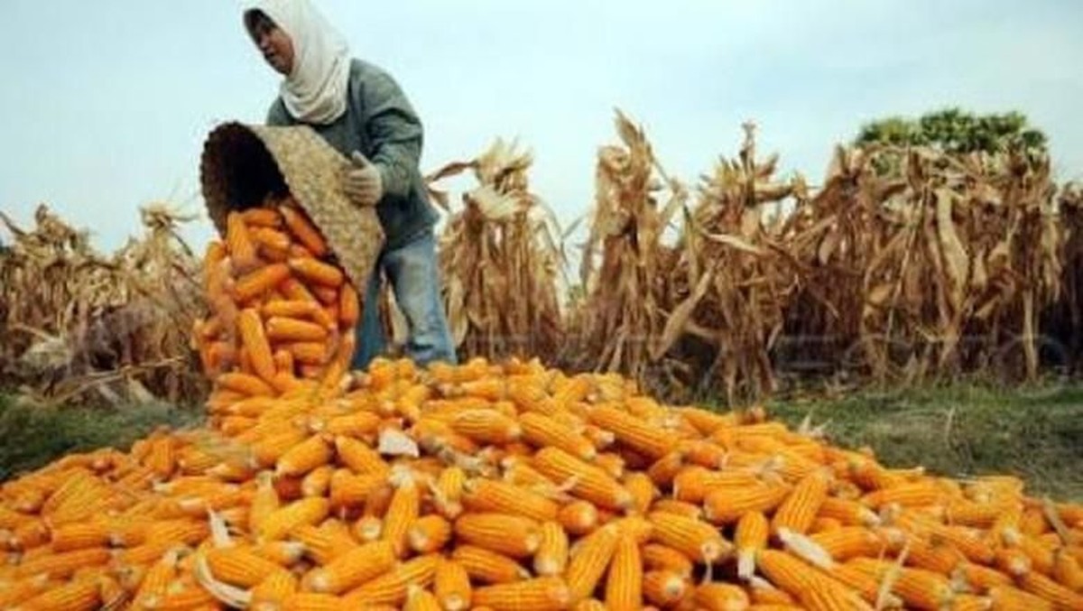 BPS Prediksi Produksi Jagung RI Naik Sampai Tembus 14 Juta Ton