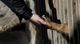 MUI soal Wanita Cadar Rawat Anjing: Kasih Sayang Ajaran Islam