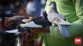 Turis China Kapok Liburan ke Singapura Gara-gara Dikejar Merpati
