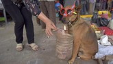FOTO: Pesta dan Doa Demi Berkah 'Anjing Tanah' Sejumlah kawasan di Asia menyambut Imlek dengan pesta sekaligus doa, agar Tahun Anjing Tanah membawa keberkahan.