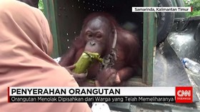 Cerita Haru Penyerahan Orangutan Peliharaan Warga