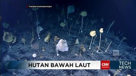 VIDEO: Keindahan Hutan dalam Laut