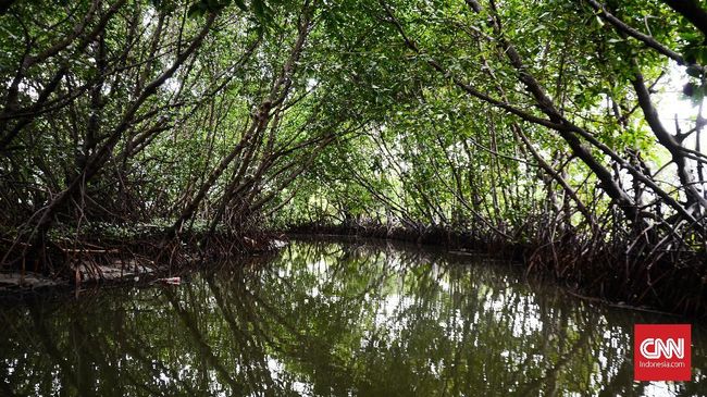 Konservasi hutan mangrove di Desa Tongke-Tongke tak hanya sebatas menjaga kelstarian saja, namun juga pengembangan objek wisata.
