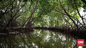 Menjaga Kelestarian Taman Wisata Alam Jering Menduyung