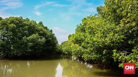 Walhi soal Banjir Rob Semarang: Setop Geser Hutan Mangrove Demi Tol