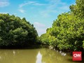 Bank Dunia Sumbang Rp5,58 T ke RI untuk Pemulihan Mangrove